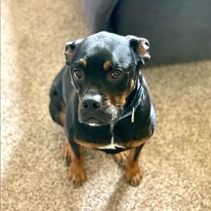 Meet your Posher, Max